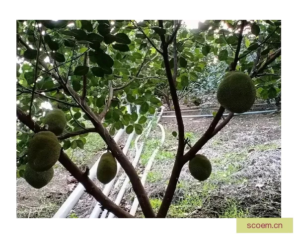 探索“菠萝菠萝蜜在线视频”的无限可能：你的专属影音乐园